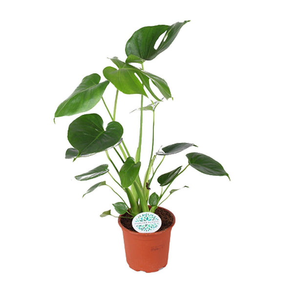 Monstera Deliciosa - Ø14cm - ↕45cm