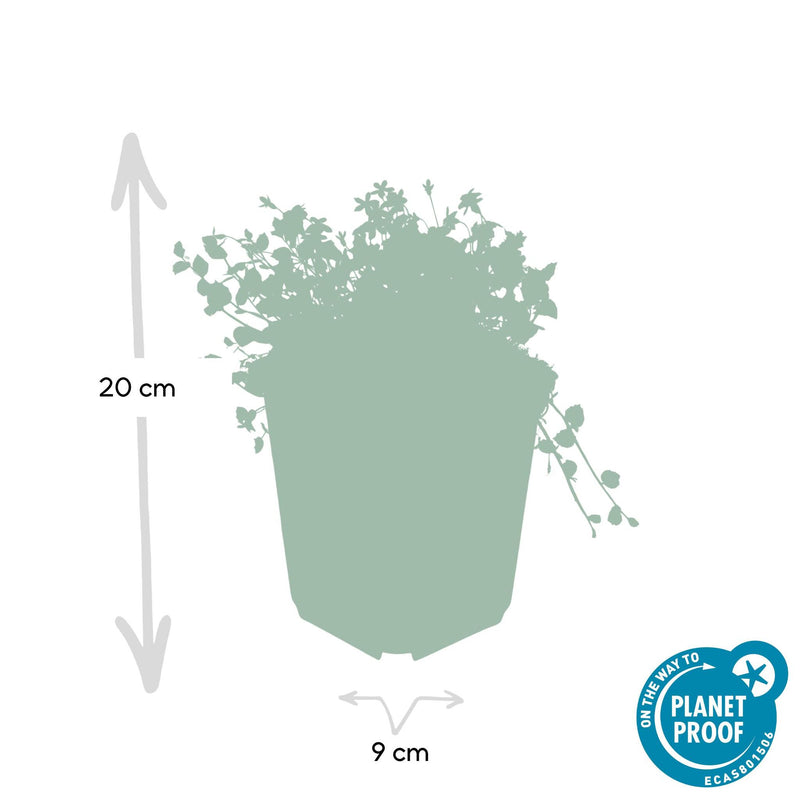 Isotoma fluviatilis - ↕25cm - Ø9cm - 40x