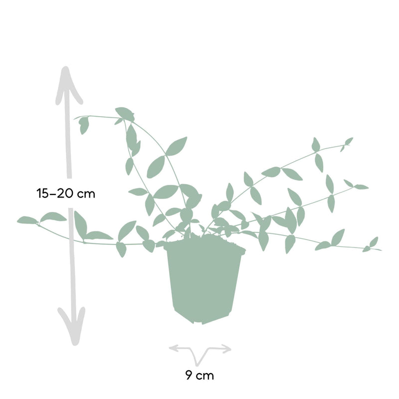 Vinca minor 'Alba' - ↕10-25cm - Ø9cm - 6x