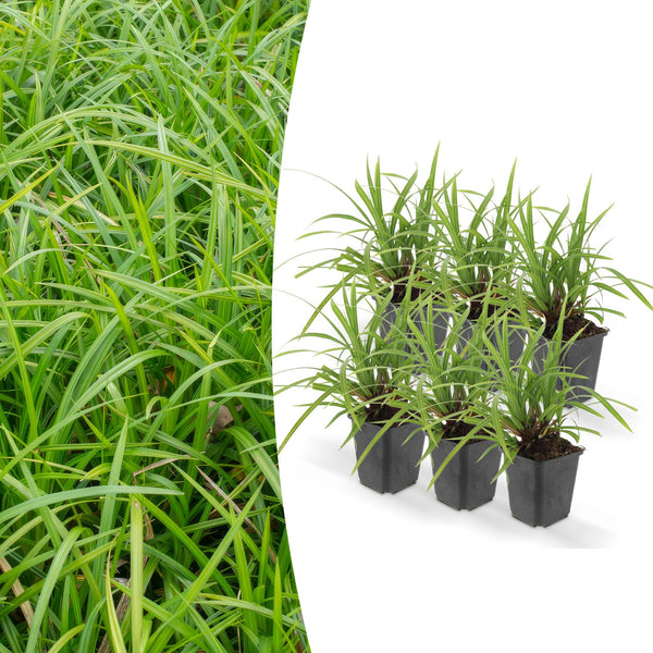 6x Carex morrowii 'Irish Green' - ↕10-25cm - Ø9cm