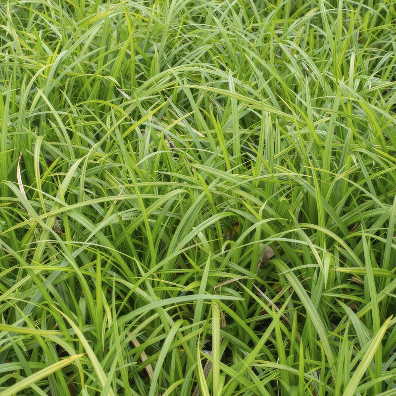 Carex morrowii 'Ice Dance' - ↕10-25cm - Ø9cm - 6x