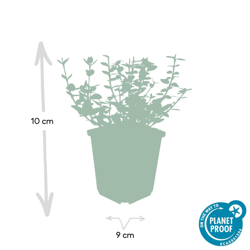 Euonymus 'Emerald 'n Gaity' - ↕10-25cm - Ø9cm - 20x