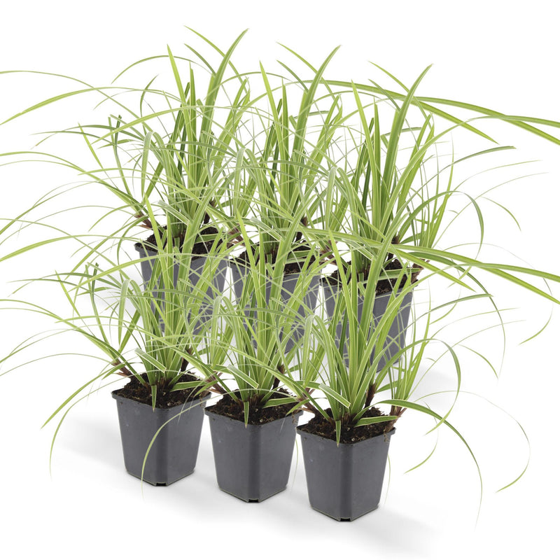 Carex morrowii 'Ice Dance' - ↕10-25cm - Ø9cm - 6x