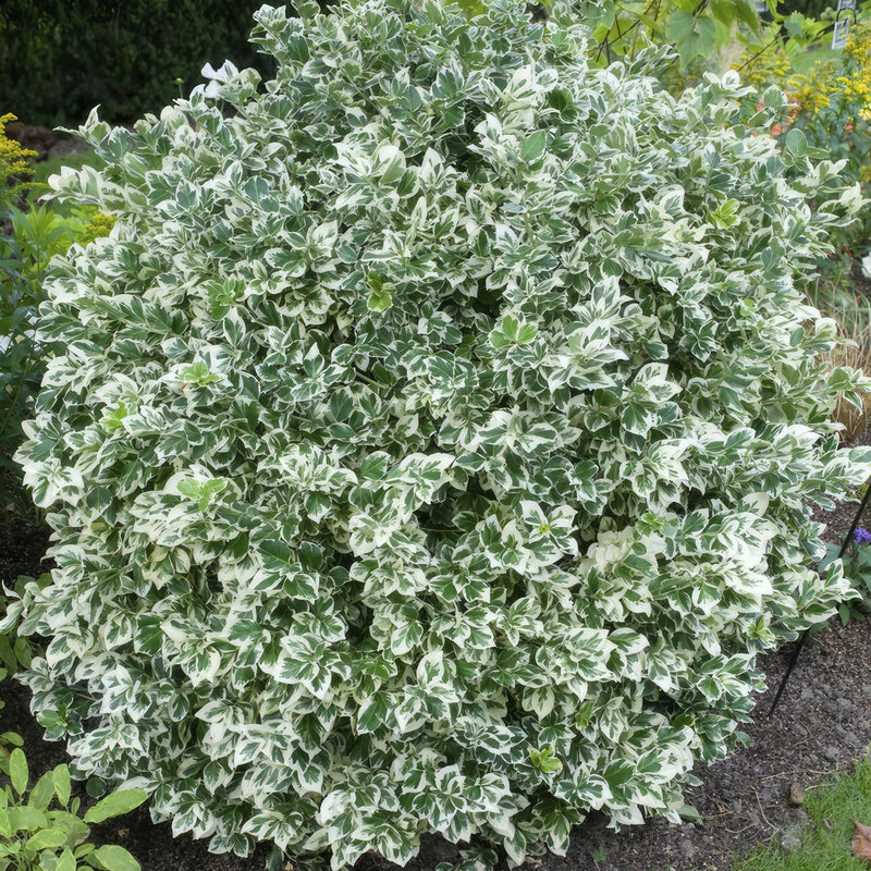 Euonymus 'Emerald 'n Gaity' - ↕10-25cm - Ø9cm - 40x