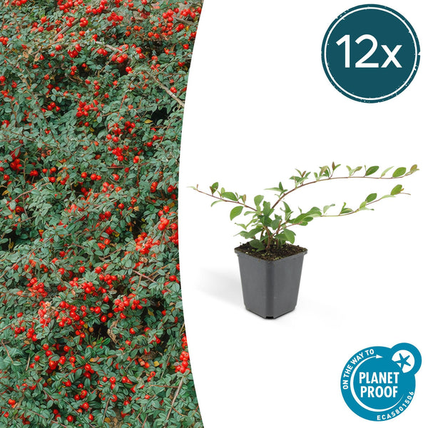 Cotoneaster dammeri - ↕10-25cm - Ø9cm - 12x