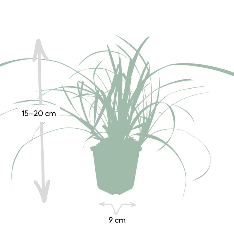 Carex morrowii 'Ice Dance' - ↕10-25cm - Ø9cm - 6x