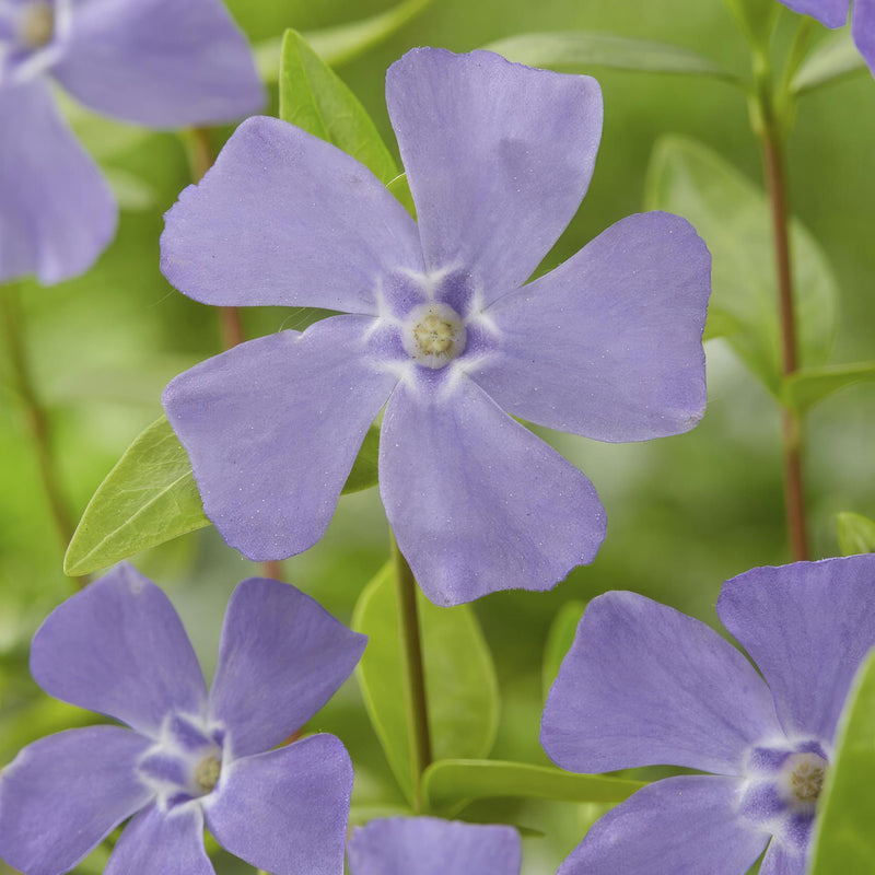 Vinca minor - ↕10-25cm - Ø9cm - 6x,