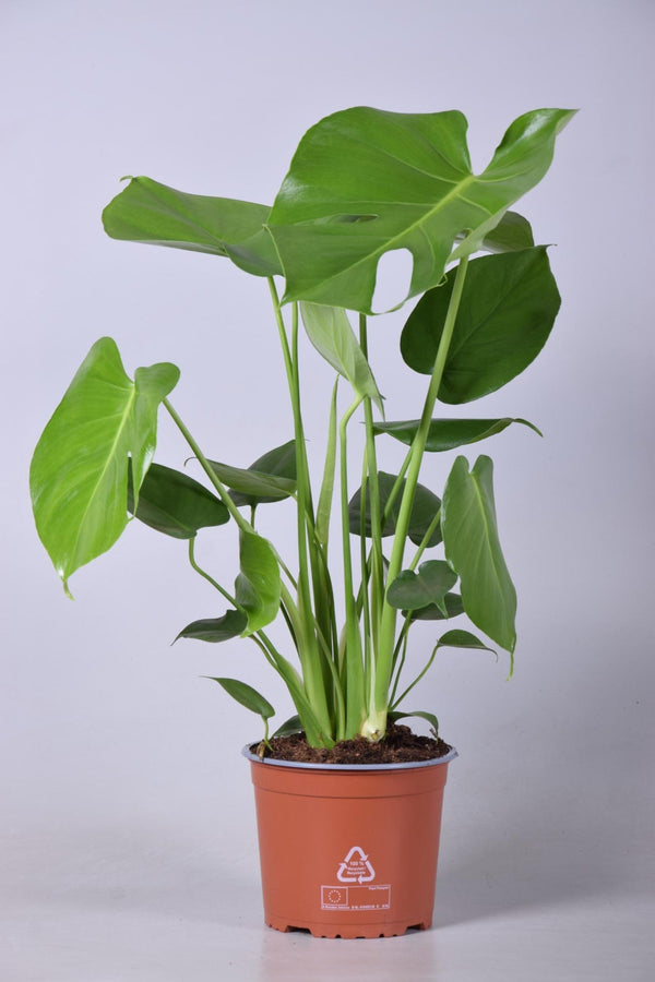 Monstera Deliciosa - Ø17cm - ↕60cm